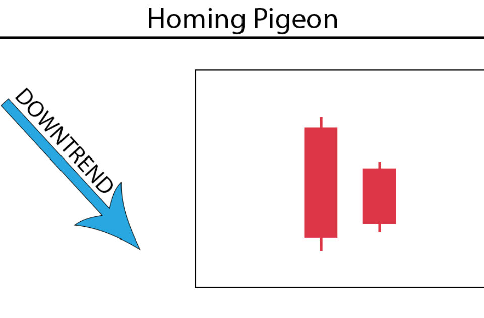 Homing Pigeon
